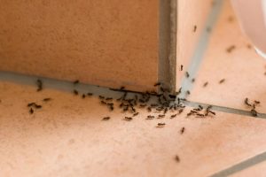 tips mengatasi semut api